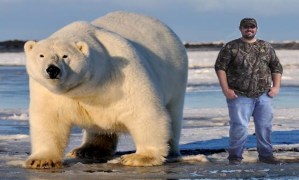 biggest-polar-bear-1.jpg