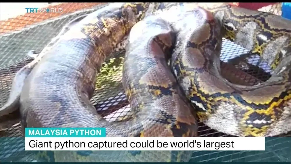 Malaysian Python.jpg